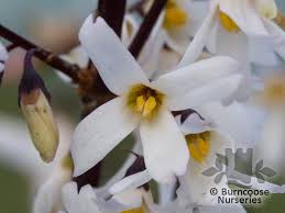 Abeliophyllum From Burncoose Nurseries