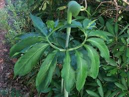 Image result for Arisaema