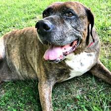 Excerpted from the dog cancer survival guide: Holistic Treatments For Canine Cancer A List Of Supplements For Dogs With Cancer Herbs For Dogs With Cancer And Food For Dogs With Cancer The Dog Guide