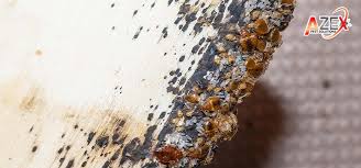 Image result for bed bugs eggs