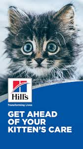 7 Tips For Newborn Kitten Care Hill S Pet Newborn Kittens Kitten Care Cat Parenting