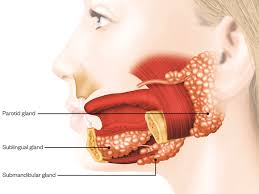 Dry Mouth Advice And Management Learning Article Pharmaceutical Journal