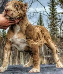 Tiger Stripe Black And Brown Pitbull Where Is This Pitbull Dogs Pitbull Terrier Pitbull Puppies