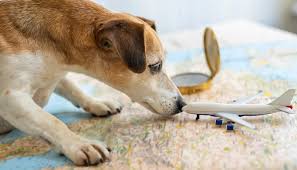 Maybe you would like to learn more about one of these? Hamilton Pet Transport Local National International Pet Transportation Services
