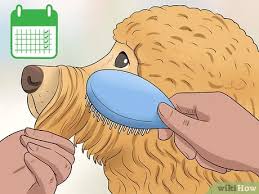 And as we all know, goldendoodles have that irrisistible teddy bear look., you just want to throw your arms around them and give them a big teddy bear hug. 3 Ways To Groom A Goldendoodle S Face Wikihow Pet