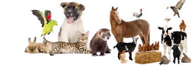 Follow these simple steps and find stores near you where you can get healthy and delicious food for your pet. Country Feed Store Your One Stop Animal Feed Shopleighs Animal Feeds