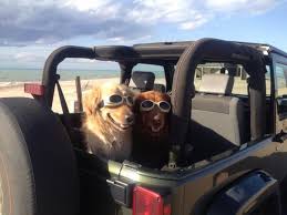 nothing like bringing mans best friend along for a ride jeep dogs dream cars jeep jeep jeep dogs