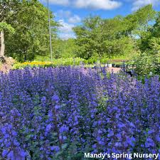Image result for Nepeta × faassenii