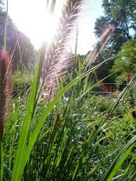 Image result for Loudetia simplex