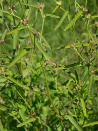 Image result for Sida spinosa