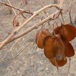 Image result for Combretum apiculatum