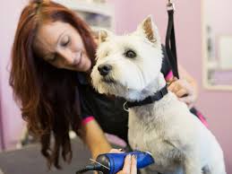 Maybe you would like to learn more about one of these? How To Start A Dog Grooming Business
