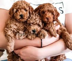 We have a small farm for our golden retrievers and horses to run and play. Mini Golden Doodles Puppies Are Available For Rehoming Facebook