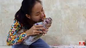 Cute baby monkey taking a bath and drink milk dailysubscribe and watch new videos uploaded every week.★ youtube channel : Save Baby Monkey Koki Youtube Primate Abuse Facebook
