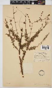 Image result for Aeschynomene mimosifolia