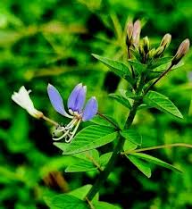 Image result for Cleome rutidosperma