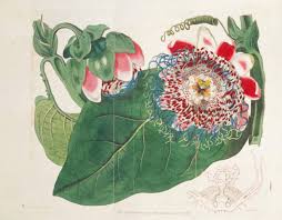 You can find a selection of artists here. Famous Botanical Artists Botanical Art Artists