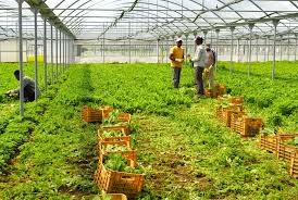 Travailler Dans L Agriculture Et L Horticulture Fedasil Info Informatieplatform Voor Asielzoekers In Belgie