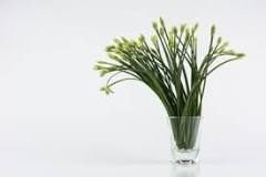 Can you root chives in water?