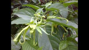 Selain itu bunga kenanga juga memiliki warna bunga yang cantik, kombinasi warna putih kekuningan membuat bunga ini semakin indah dan enak. Bunga Kenanga Canangium Odoratum Youtube