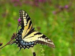 Pin En Foreign Language Literature