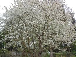 The best time to prune is just after spring flowering. When And How To Prune An Ornamental Cherry Tree Ask An Expert Oregonlive Com