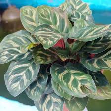 Landskap rumah has 28,054 members. Ready Stock Calathea Live Plant With Plastic Pot Hiasan Halaman Rumah Landskap Home Deco Shopee Malaysia