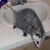 A mother opossum can be easily identified, because she often carries opossum babies in her pouch or on her back. 3