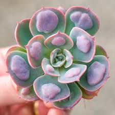 Image result for Senecio subsessilis