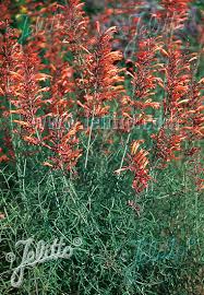 (5 of 5 based on 1 review). Jelitto Staudensamen Agastache Rupestris Portion En