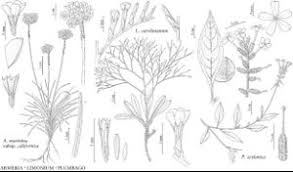 Image result for Plumbaginaceae