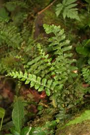 Image result for Asplenium inaequilaterale