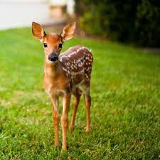 I Met Bambi On My Way To Work Today Cute Animals Animals Animals Wild