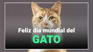 Día internacional del gato, ¿por qué se celebra tres veces al año a los mininos? Feliz Dia Internacional Del Gato Youtube