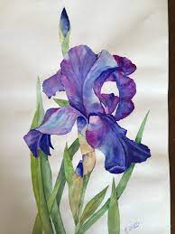 Iris Akvarel Flower Art Painting Watercolor Flowers Paintings Iris Painting
