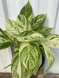 Image result for stromanthe