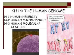 Name class date 14.1 human chromosomes lesson objectives identify the types of human chromosomes in a karotype. Ppt 14 1 Human Heredity 14 2 Human Chromosomes 14 3 Human Molecular Genetics Powerpoint Presentation Id 6686284
