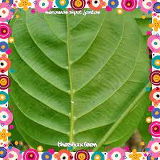 Hmm, may ada acara nggak malam minggu ini. aku sempat kaget muki mengajakku keluar malam minggu ini. Theshaxfeen Pokok Merawan Siput Jantan Shopee Malaysia