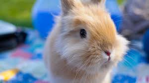 But tigger — the cat that claimed my husband — was about 10 years old when we had a lot of baby rabbits in the woods near us. Head Tilt In Rabbits Rabbit Head Tilt Causes
