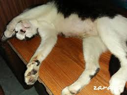 Signs of infection include swelling animals like dogs or cats like to lick themselves to keep their bodies clean, but after a spaying, the animal may break open the stitches doing this. Update About The Infected Spay Incision Of Our Cat Steemit