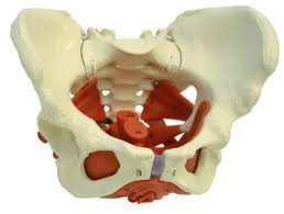Thus, in the standing position, the bony pelvis is ori Female Pelvis With Pelvic Floor Muscles A276