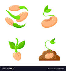 Sprout Flat Icons Plant Orgainc Sapling Set Vector Image On Vectorstock Plant Vector Plant Cartoon Plants