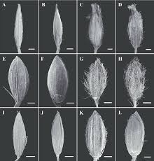 Image result for Digitaria setifolia