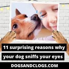 11 Surprising Reasons Why Your Dog Sniffs Your Eyes
