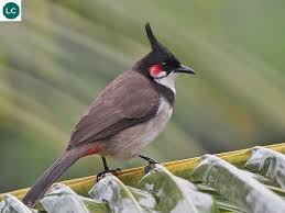 Bird With Red Patch On Back Of Head Https Www Facebook Com Wonderbirdspecies Red Whiskered Bulbul Pycnonotus Jocosus Asia Iucn Red List Of Threatened Species 3 1 Least Bulbul Bird Birds