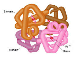 Is Myosin A Globular Protein? - Quora