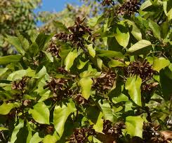 Image result for Carpodiptera africana