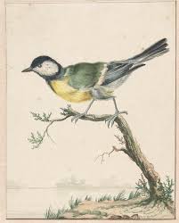 Eine vogelart aus der familie der meise n (paridae), die größte und häufigste meisenart in europa • koolmees → great tit ↔ mésange charbonnière — ornithol|nocat espèce de petit oiseau passereau d'eurasie et d'afrique du nord, mésange à la calotte noire, aux joues blanches, au dos verdâtre, et avec une. File Koolmees Jpeg Wikimedia Commons