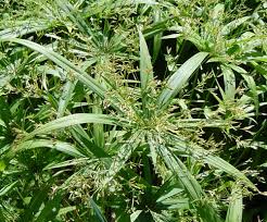 Image result for Cyperaceae