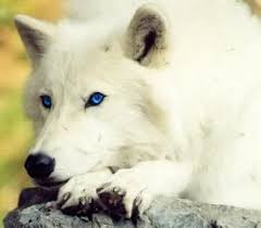 Black And White Wolf Tattoo With Blue Eyes White Wolf With Blue Eyes Https Www Facebook Com Alonewolf77tx Wolf With Blue Eyes Arctic Wolf Wolf Dog